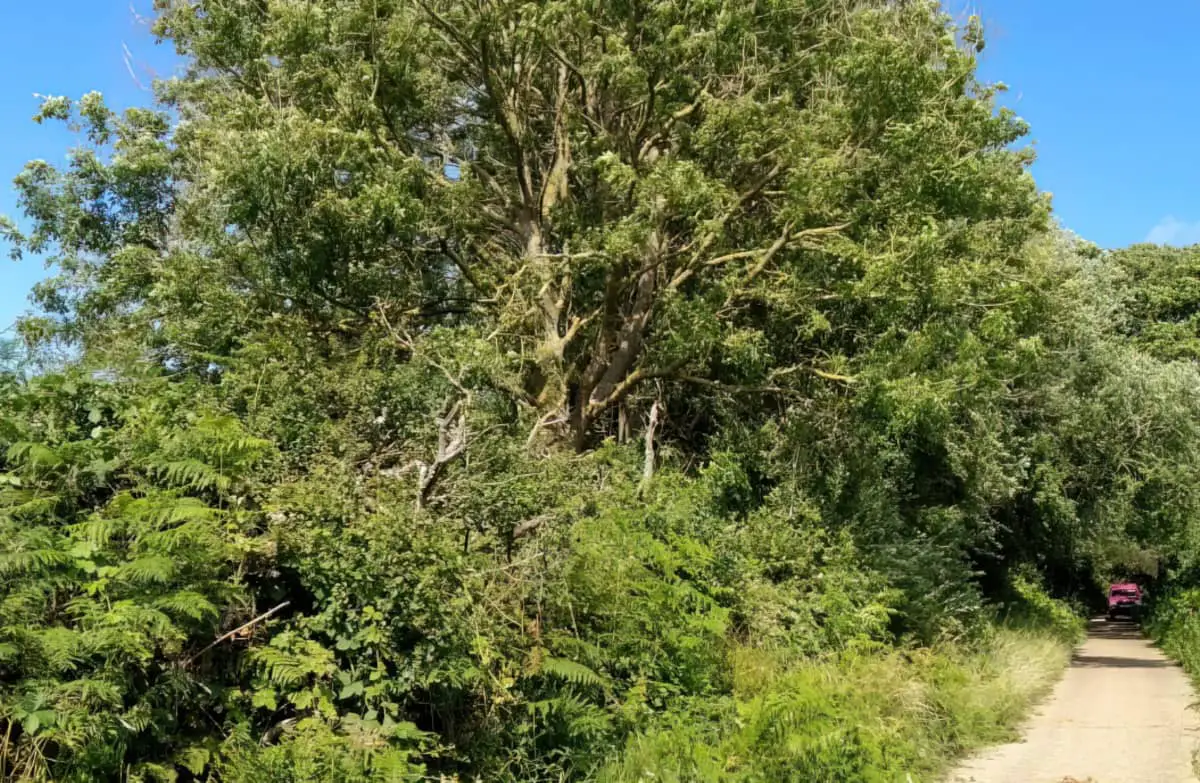 Overgrown trees on Shanklin cycleway