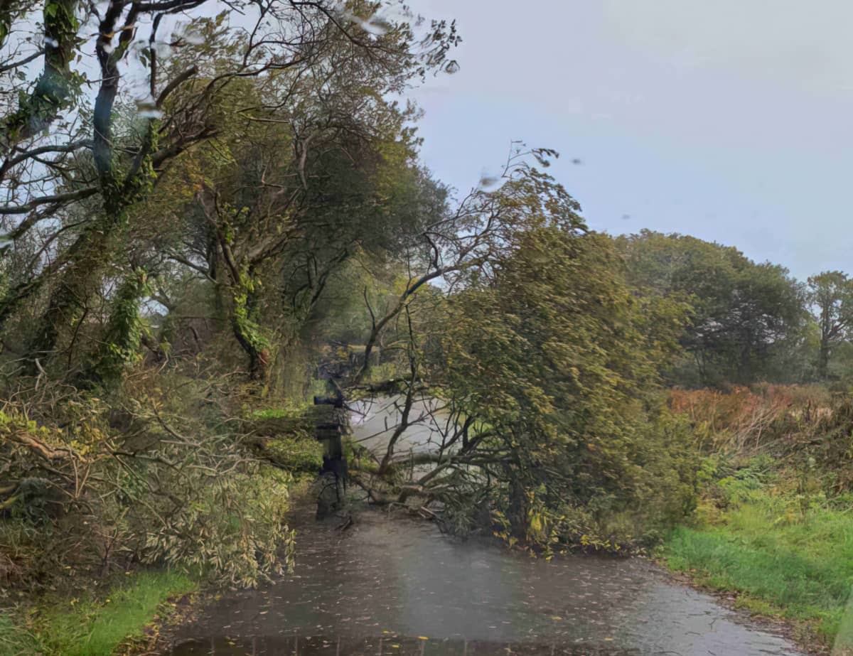 Fallen tree across the highway