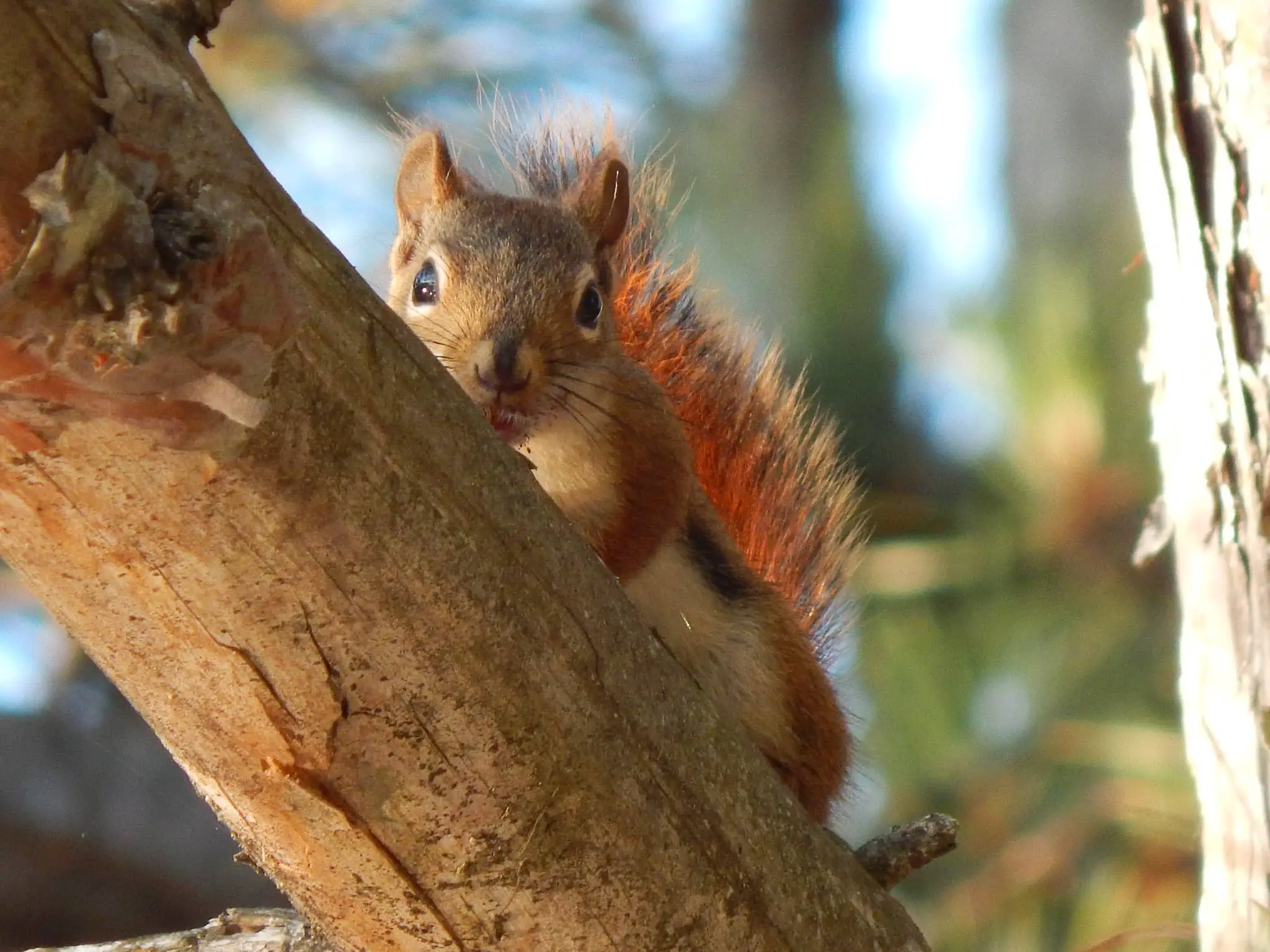 red squirrel looking from behind a tree trunk