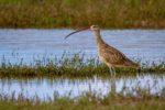 A curlew bird wading in the water