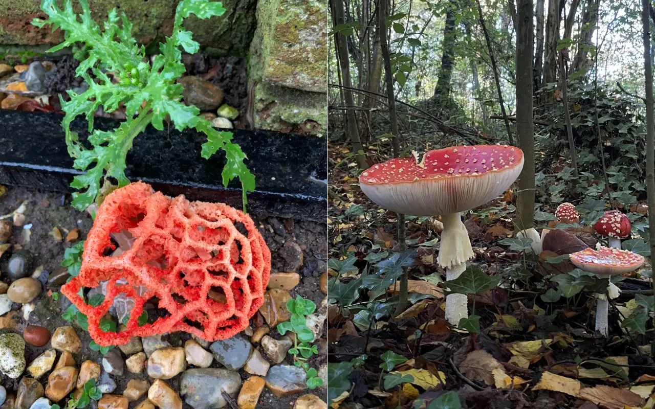 Fly agaric mushrooms and cage fungus