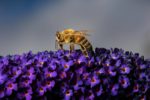 Honey Bee on purple flowers