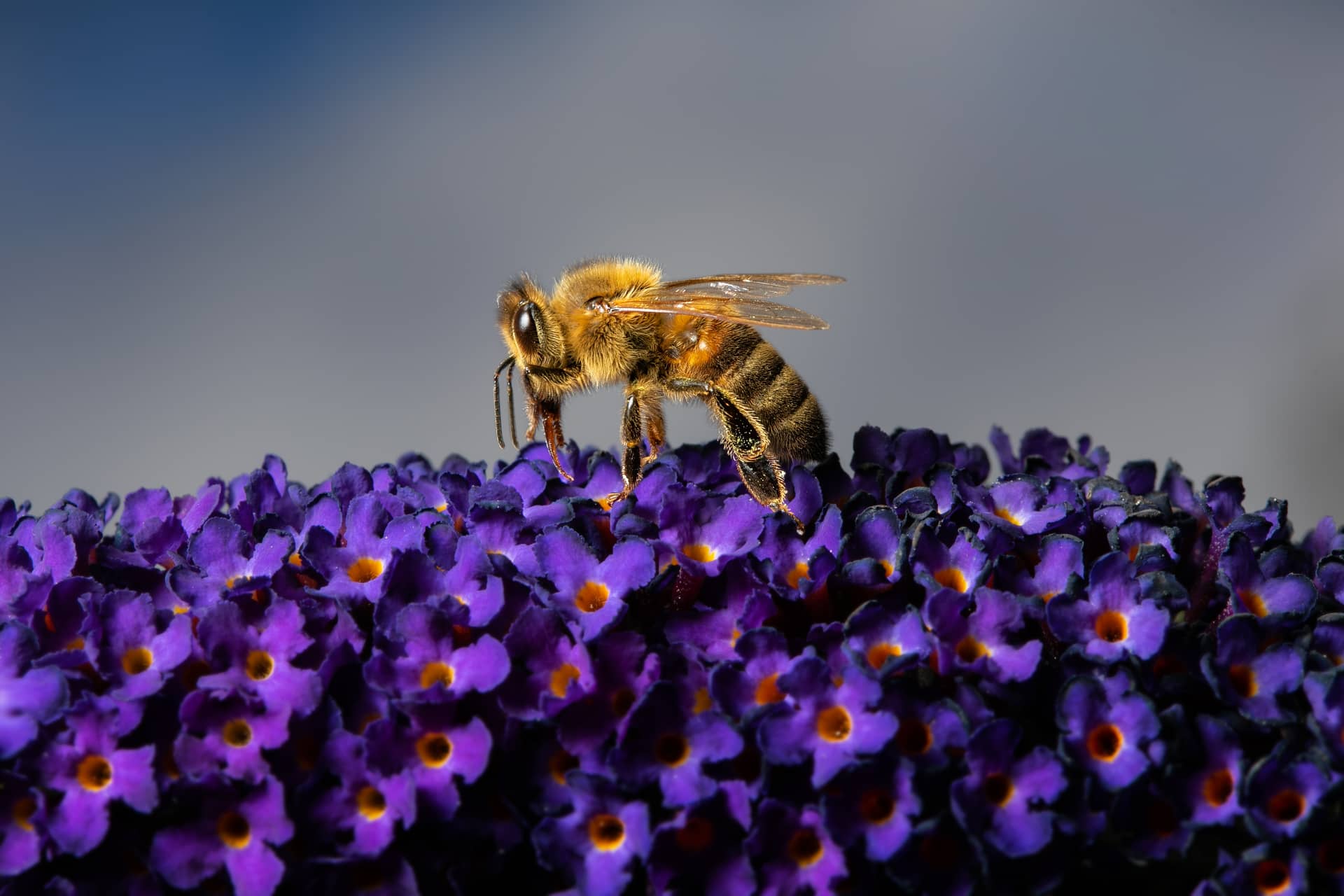 Honey bee  The Wildlife Trusts