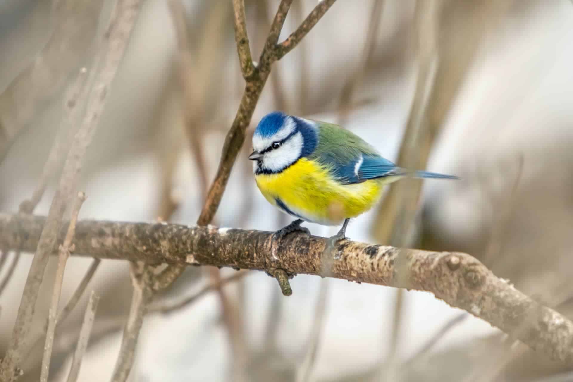 Blue tit on tree branch