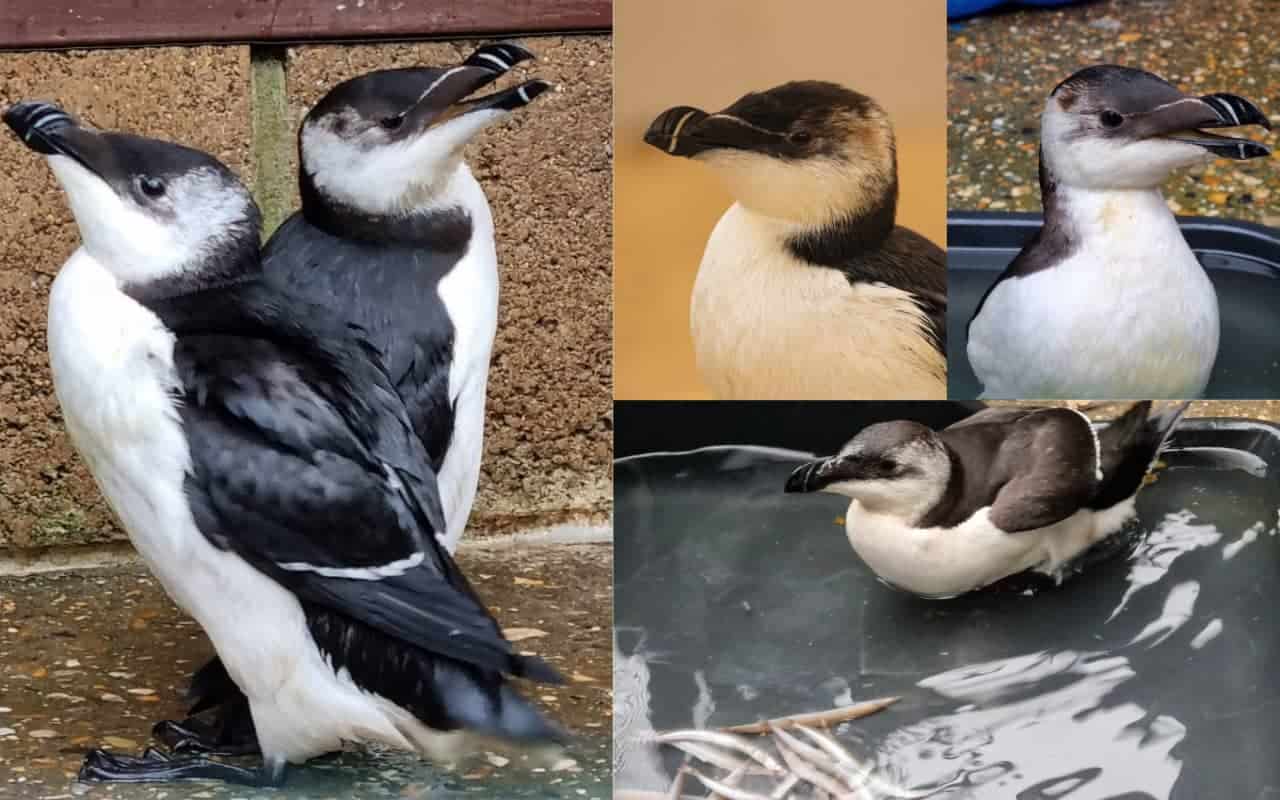 Razorbills at Monkey Haven