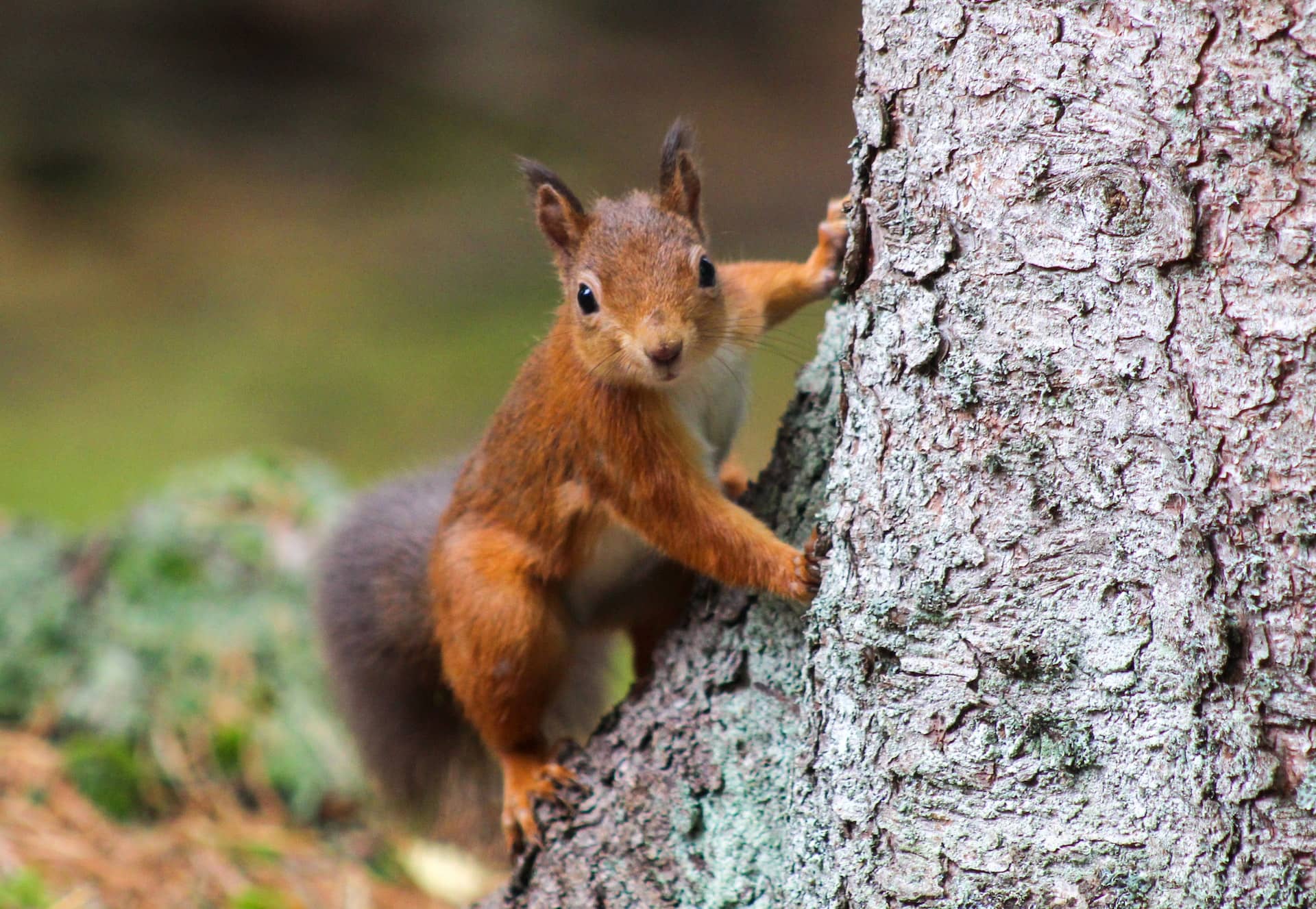 Red Squirrel on tree looking towards the camera