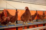 Photo of a group of Barn hens - from RSPCA