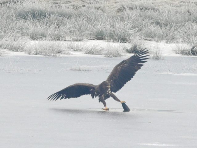 Eagle on ice © Mike Jerome