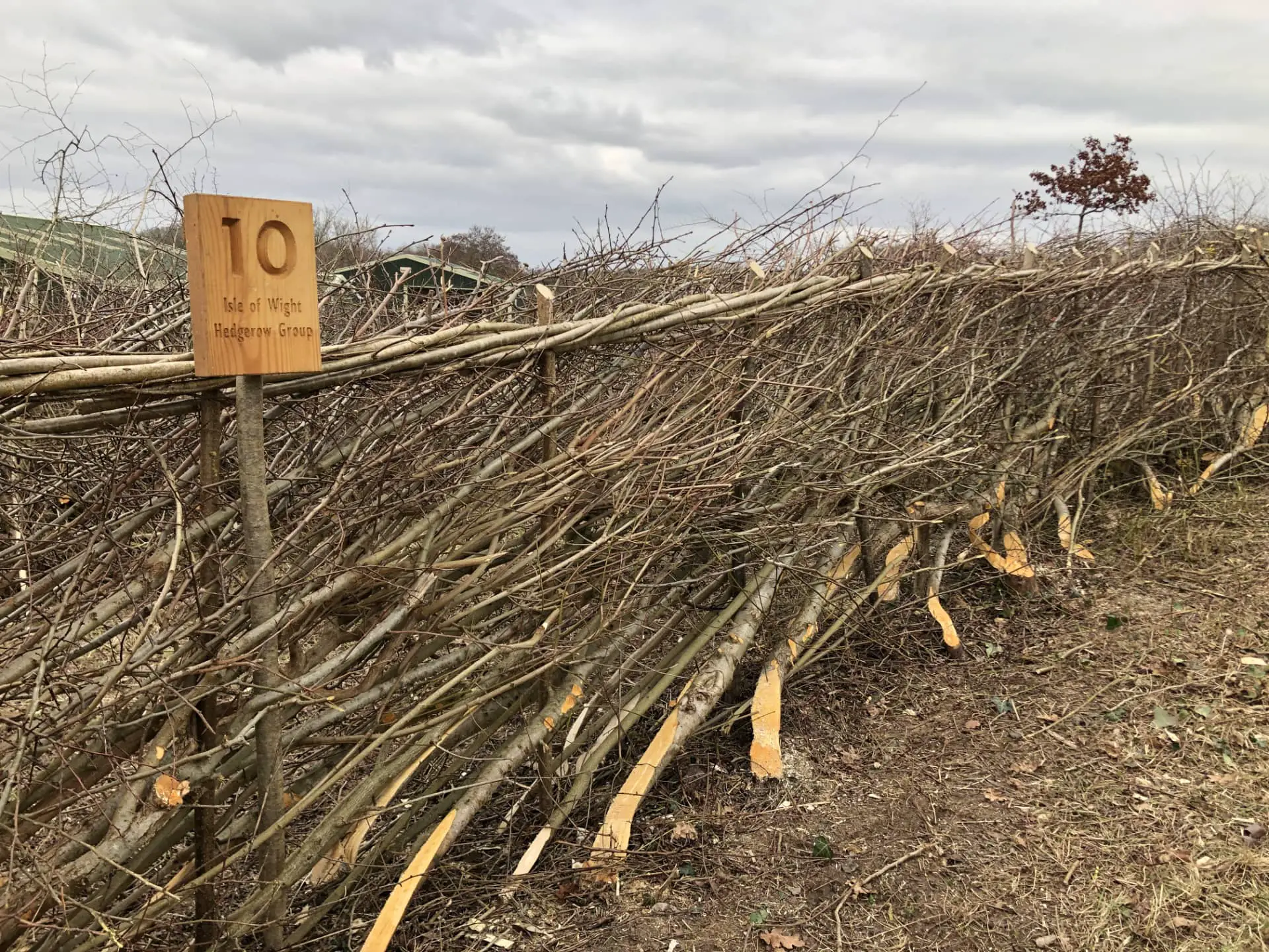Number 10's completed hedge at hedgelaying comp