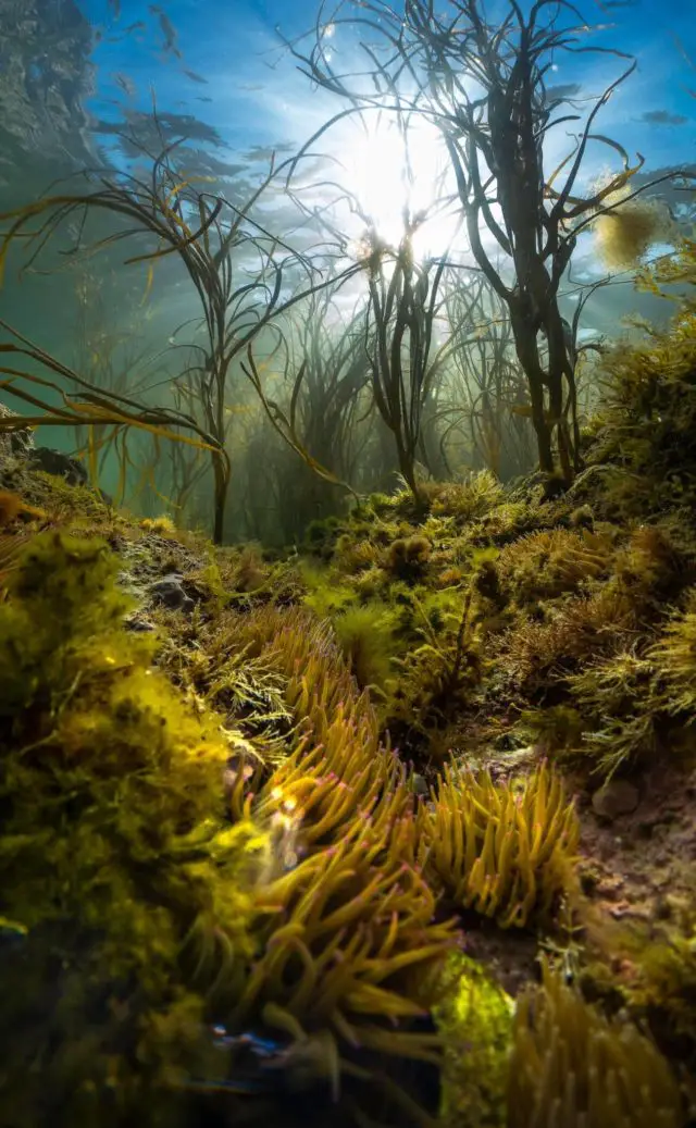 A marine jungle of Himanthalia algae on the chalk reefs of the Needles Marine Conservation Zone