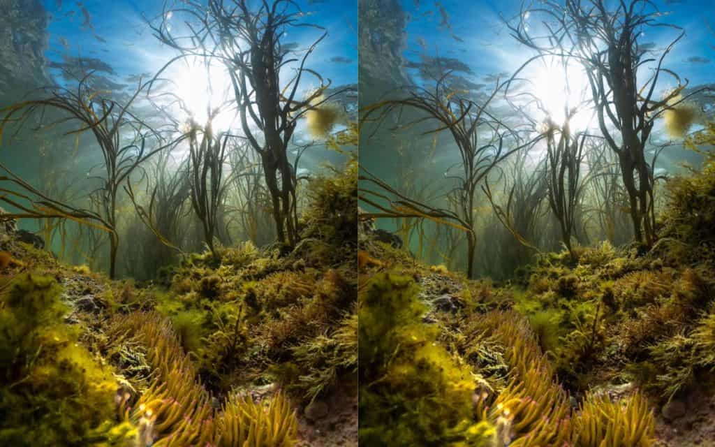 Isle of Wight marine photographer wins Most Promising British