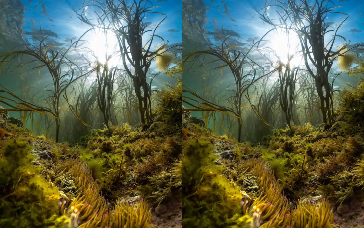A marine jungle of Himanthalia algae on the chalk reefs of the Needles Marine Conservation Zone