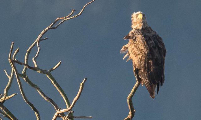 White-tailed Eagle on a tree by Ainsley Bennett