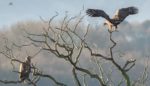 Two White-tailed Eagles on a tree