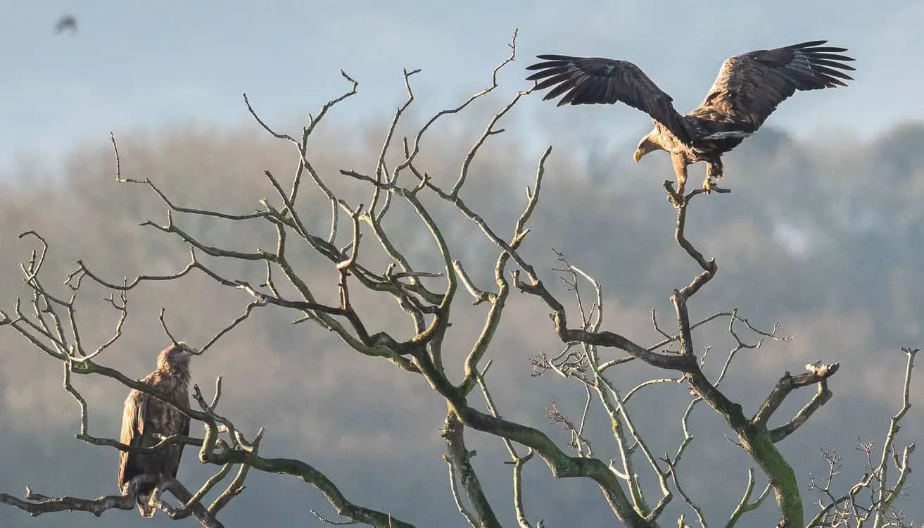 Two White-tailed Eagles on a tree