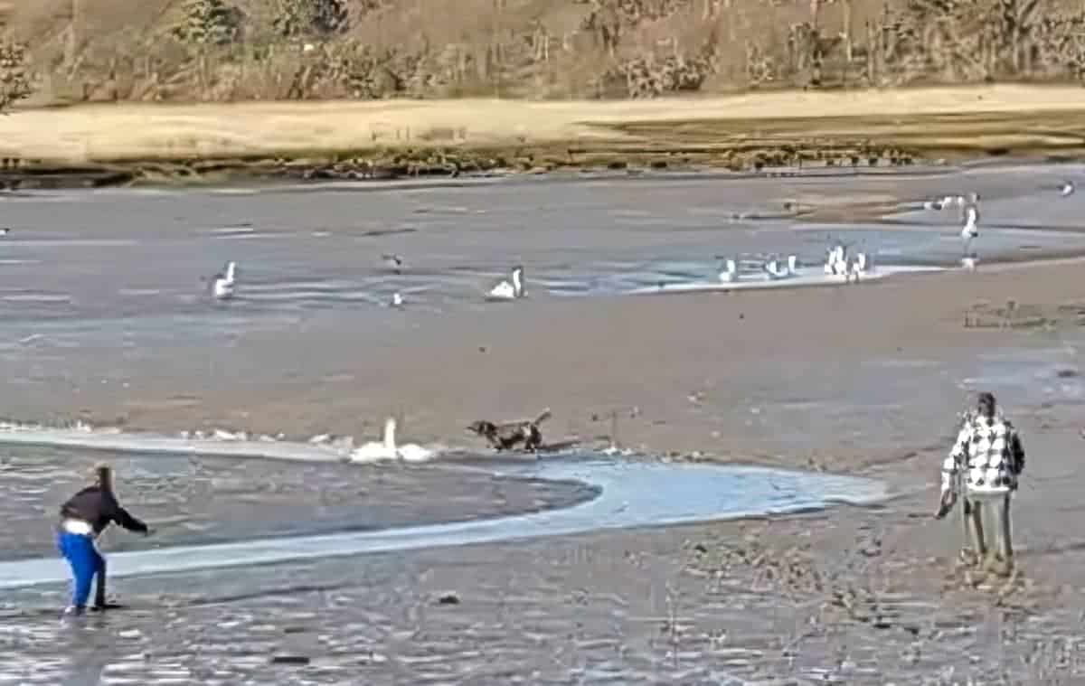 People on the beach with dog and swans