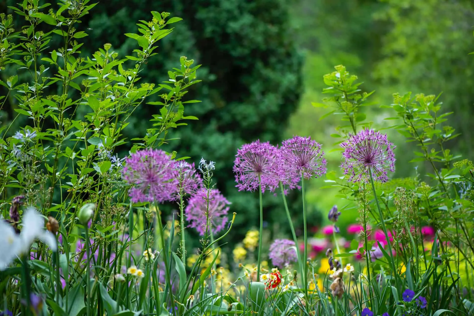 Country flowers in a lush green garden
