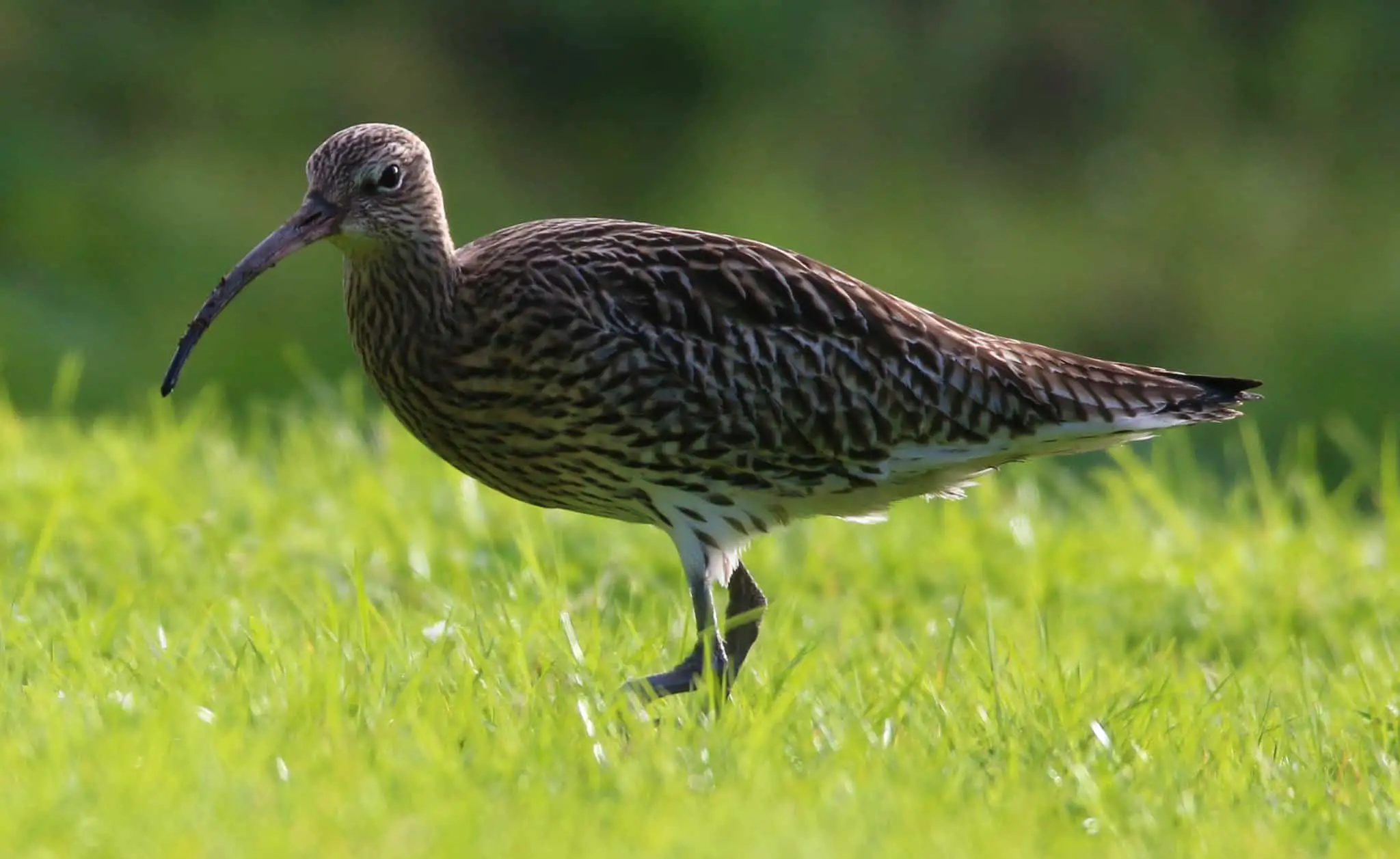 Curlew on green grass