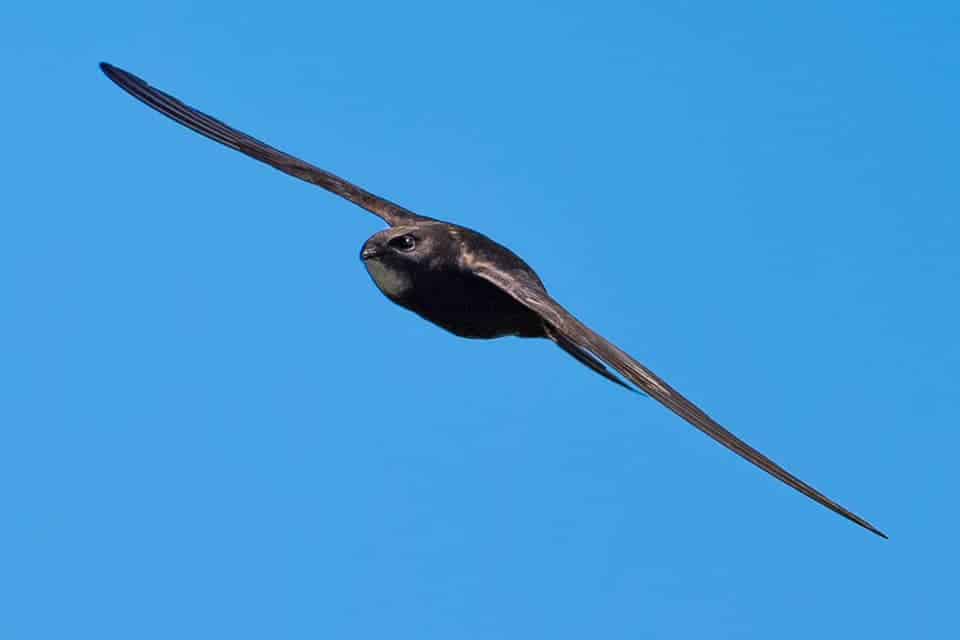Swift in flight © Nick Edwards