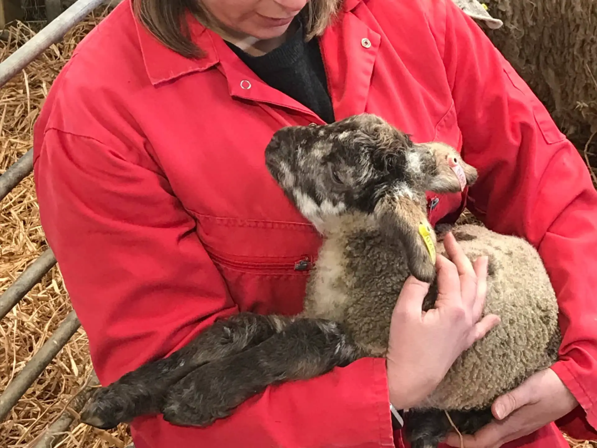 UKHSA Farm Safety - Lamb petting