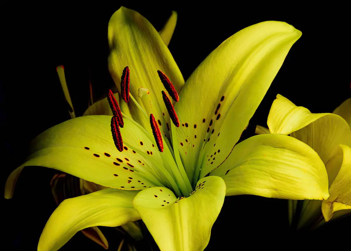 Yellow lily with dark background