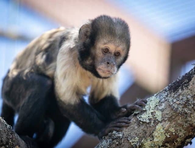 The critically endangered Yellow-breasted Capuchin at Monkey Haven