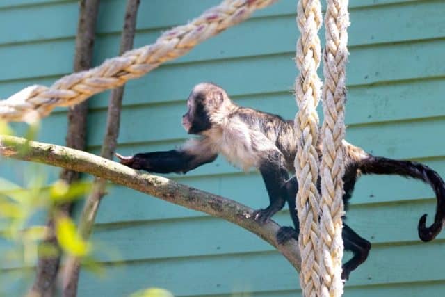 The critically endangered Yellow-breasted Capuchin at Monkey Haven