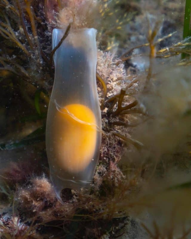 CatShark egg by © Theo Vickers
