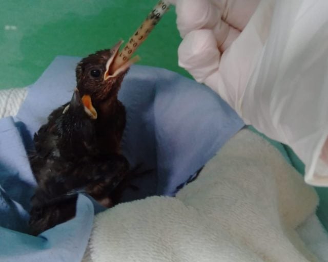 Feeding blackbird