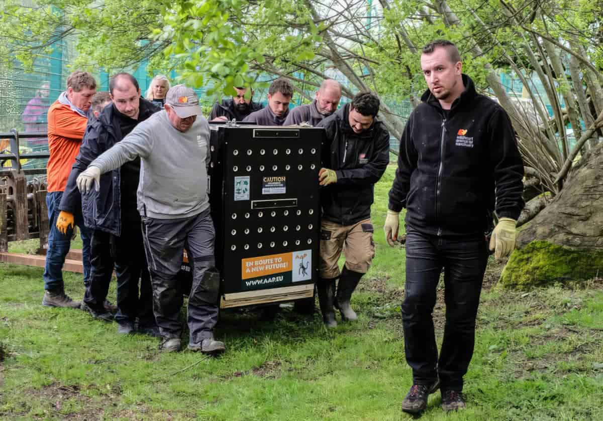 rescued tigers being moved
