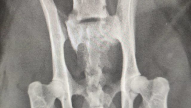 X-ray Colin's broken spine