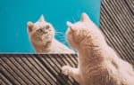 Cat looking in the mirror
