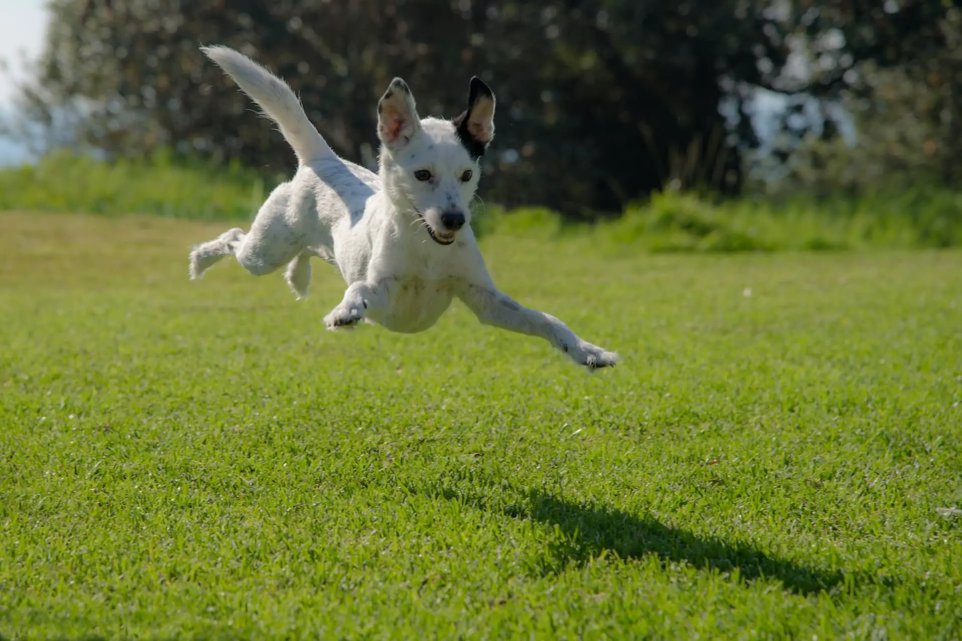 Dog jumping in field