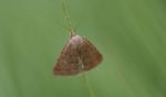 Reddish Buff Moth © Tracy Dove