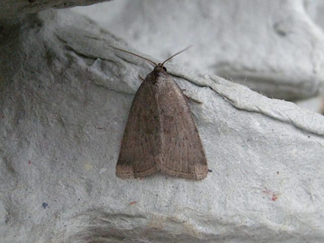 Reddish buff moth © Iain Outlaw