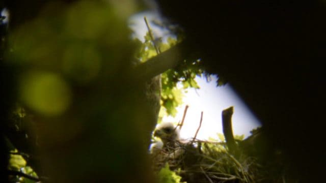 White Tailed Eagle chick in nest - Forestry England
