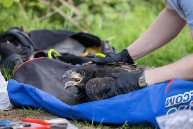 White Tailed Eagle chick being tagged - Forestry England