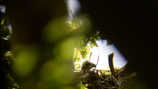 White Tailed Eagle chick in nest - Forestry England