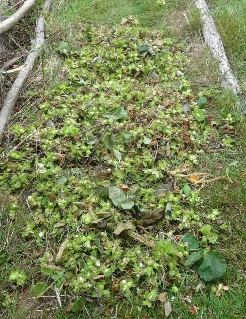 Letter How climate change threatens food sources of Isle of Wight wildlife