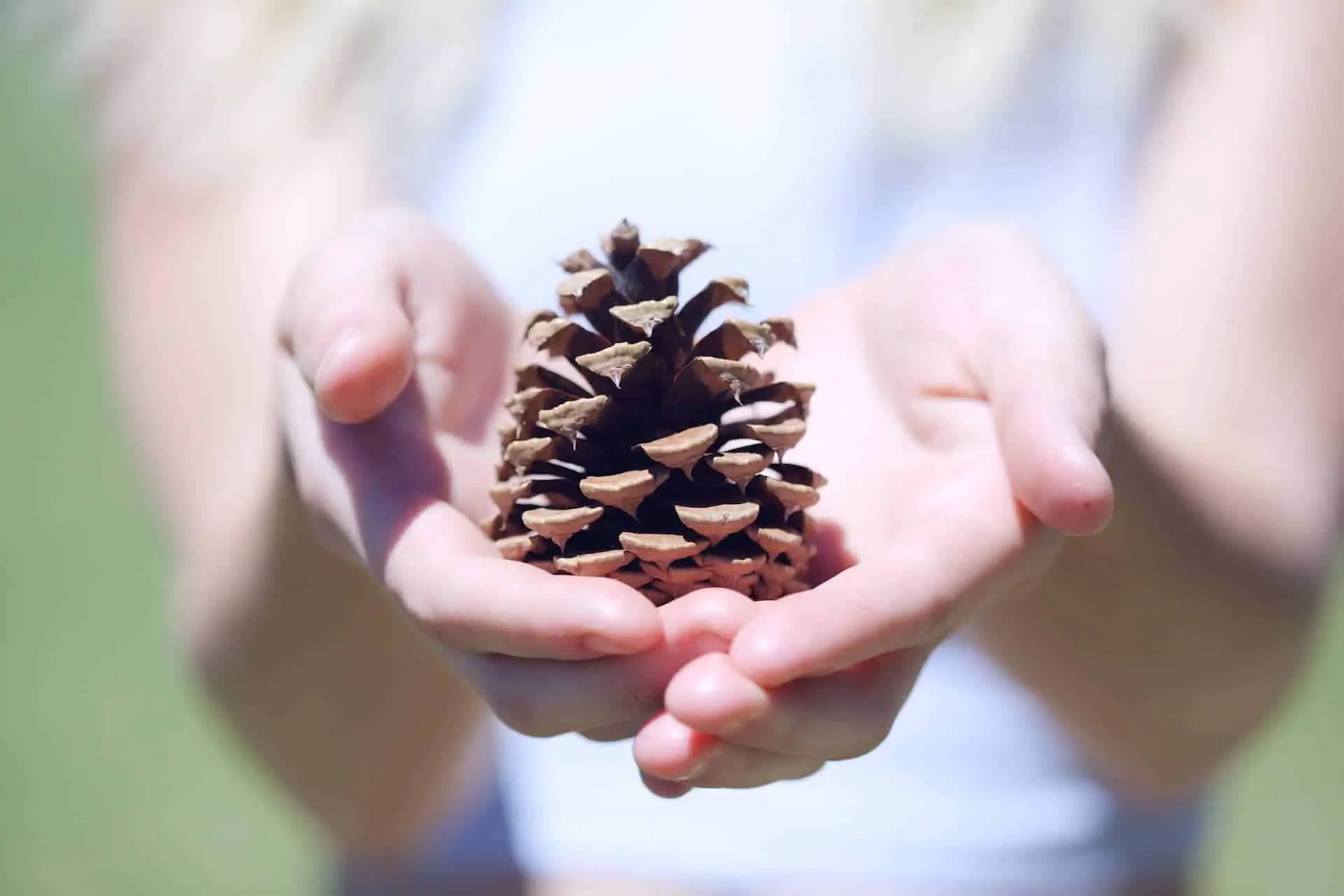 Child holding a pine cone