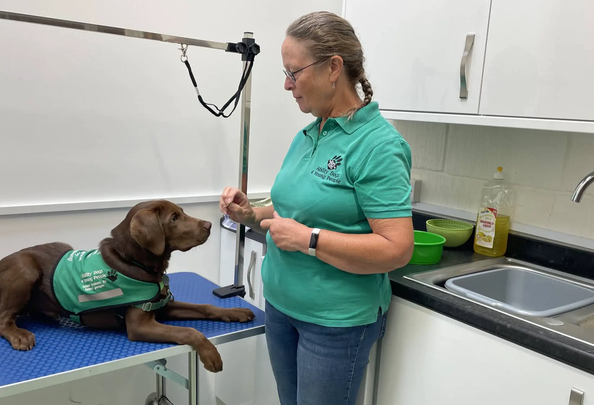 Chipper, a chocolate Labrador and puppy parent Jill