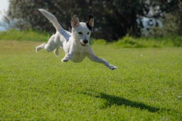 Dog jumping in field