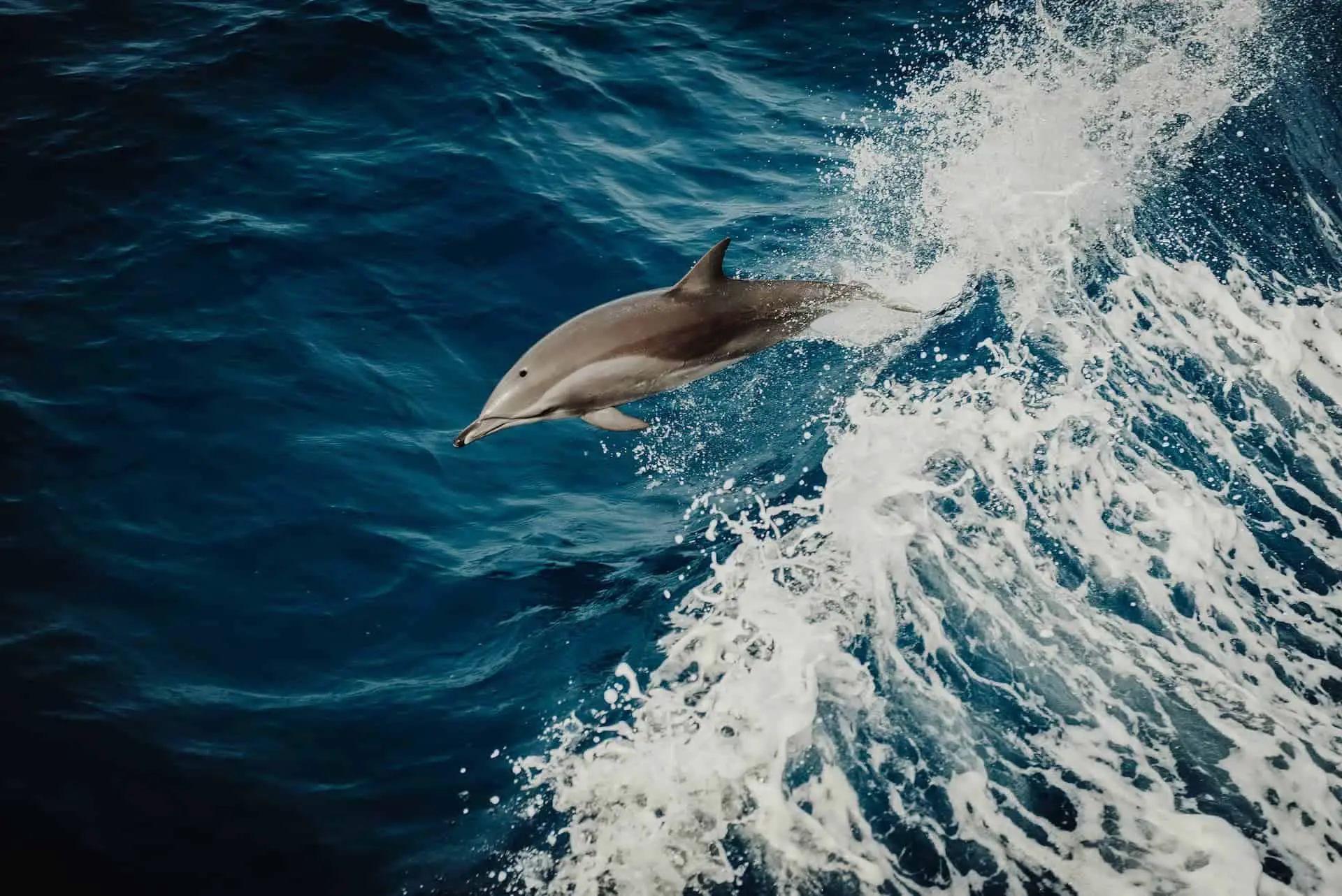 Dolphin diving through the sea