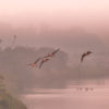 Geese flying over Brading Marshes by Jonathan Saull