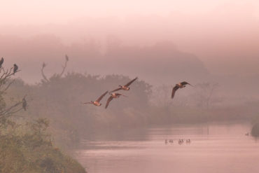 Geese flying over Brading Marshes by Jonathan Saull