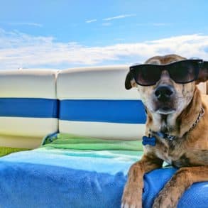 Dog on a boat in the sunshine wearing sunglasses by josh rakower