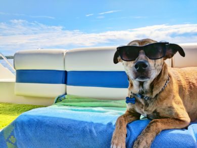 Dog on a boat in the sunshine wearing sunglasses by josh rakower