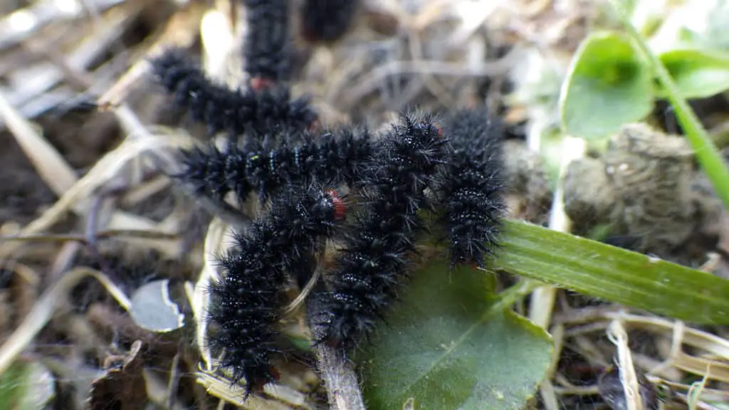Glanville Fritillary caterpillars © National Trust