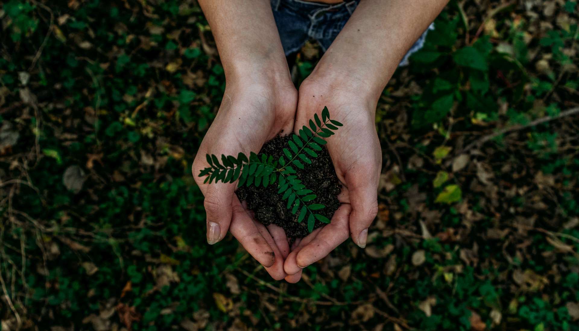Person holding a small plant in their hands