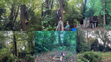 Montage of photos from Pop's woods, Love Lane, Bembridge